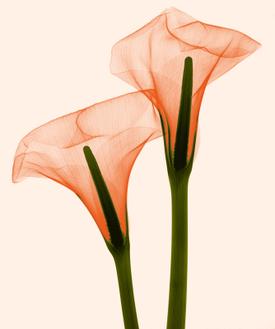 Two Callas Positive I