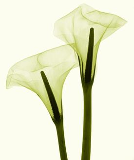 Two Callas Positive II