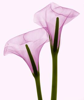 Two Callas Positive III