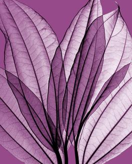 Leaf Bouquet, Orchid