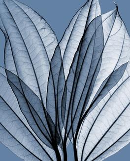 Leaf Bouquet, Cornflower