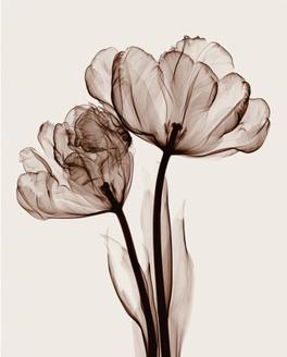 Parrot Tulips II