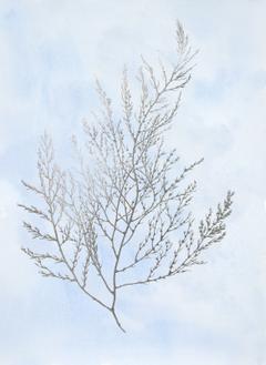 Silver Foil Algae II on Blue