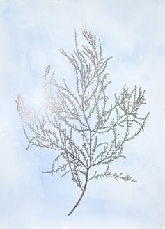 Silver Foil Algae III on Blue