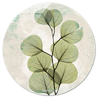 Eucalyptus Agedstone