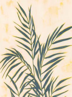 Sunset Fronds II (빅마우스 협찬)