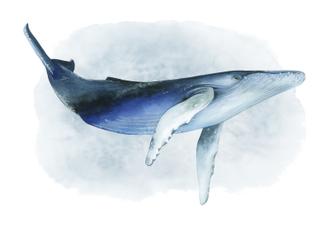 Watercolor Humpback I