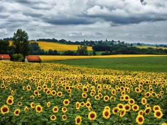 Pastoral Countryside IV