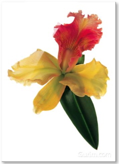 Brassolaelio cattleya, 2005