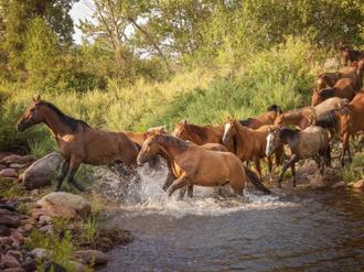 River Horses II