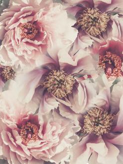 Vintage Peonies III