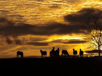 Horses at Sunset