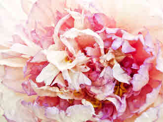 Monet's Peony I