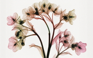 Hellebore II (oversize)