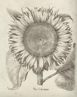 Fresco Sunflower I