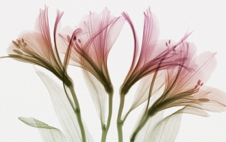 Alstromeria (oversize)