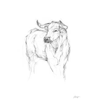 Bull Study I