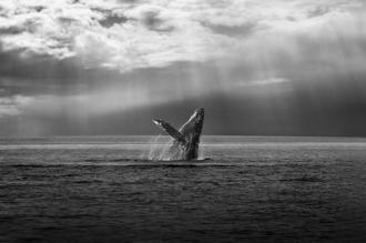 The Whale