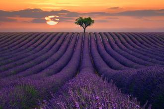 For the Love of Lavender