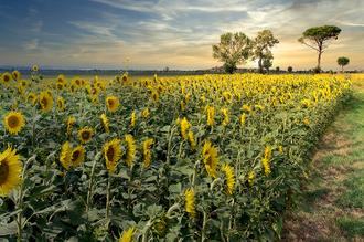 Cotona Sunflowers #3