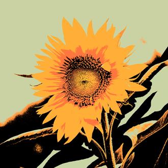 Pop Art Sunflower Ⅱ