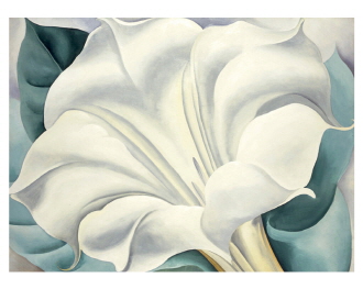 White Trumpet Flower