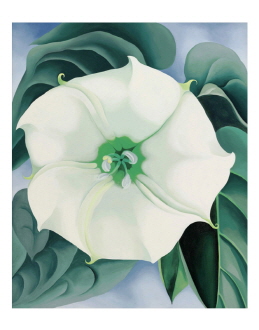 Jimson Weed-White Flower No.1. 1932