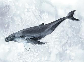 Deep Diver Ⅰ (우영우협찬 고래그림)