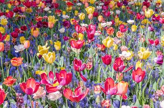 Kuekenhof Tulips Ⅱ