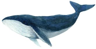 Humpback Whale Blue