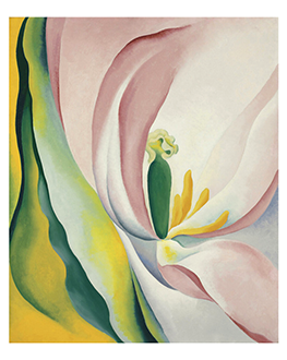 Pink Tulip, 1926