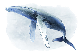Watercolor Humpback II (혹등고래)