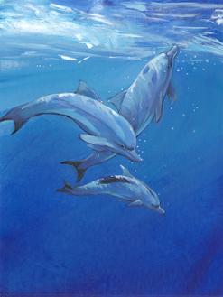 Under Sea Dolphins