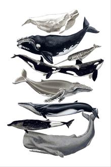 Whale Display I