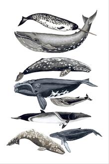 Whale Display II
