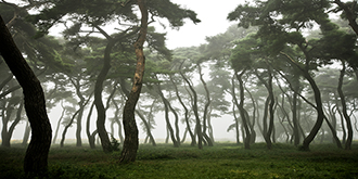 나에게 다가온 소나무 1