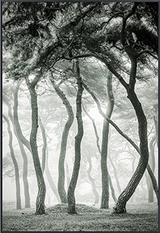 안개 속 속삭임 I