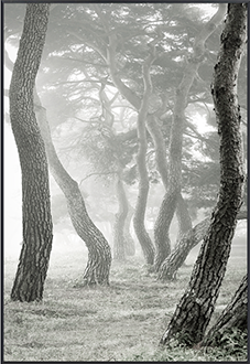 안개 속 속삭임 II