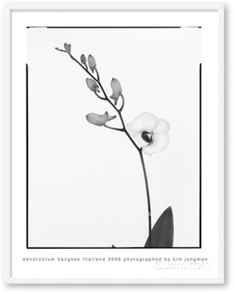 Dendrobium (bangkok thailand 2006)
