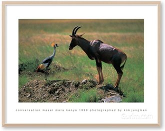 Conversation (Masai Mara Kenya 1999)