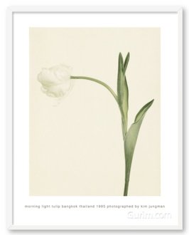 Morning Light Tulip (Bangkok Thailand 1995)