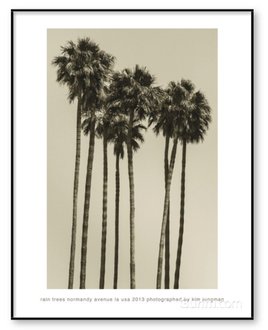 Rain Trees (Normandy Avenue la USA 2013)