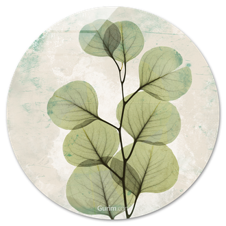 Eucalyptus Agedstone