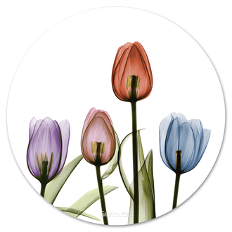 Tulipscape I
