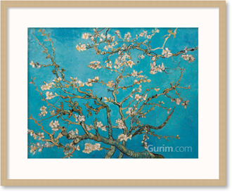Almond Branches In Bloom, San Remy