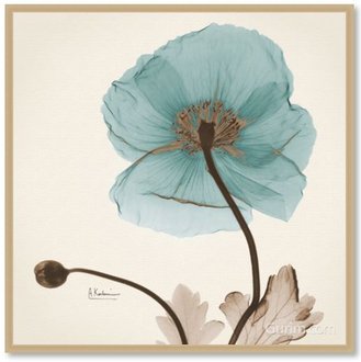 Iceland Poppy Believe