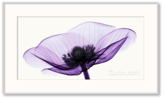 Anemone II